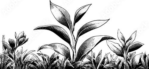 Engraved decorative illustration of a summer border with lush foliage design for print