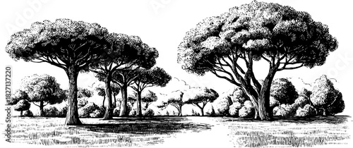 Vintage engraved summer landscape with trees for decorative design