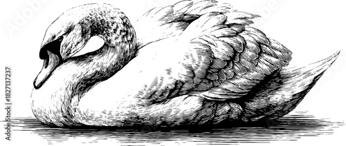 Elegant swan preening engraved illustration for decorative design