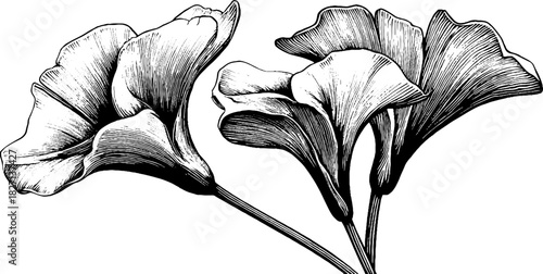 Elegant floral illustration of ginkgo leaves in vintage engraving style for design and decor