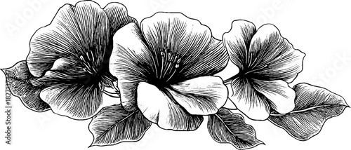 Vintage floral border illustration featuring detailed hand drawn flowers for design elements