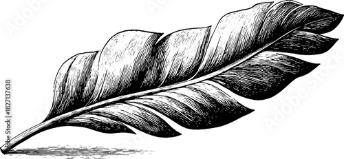 Decorative vintage engraving of icy feather banner for retro design and decor