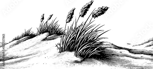 Decorative engraving of curving dune grass tufts illustration for natural seaside design