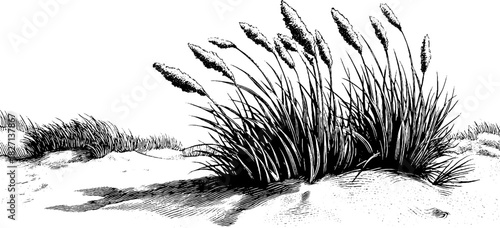 Decorative engraving of curving dune grass tufts in a vintage style for design and decoration