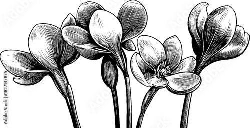 Elegant vintage engraving of delicate snowdrop flowers - ideal for artistic prints and botanical designs