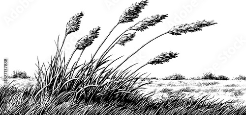 Engraved decorative illustration of dry meadow stalks bending in the wind with retro design for posters