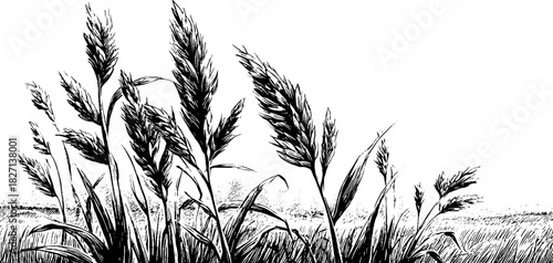 Engraved decorative meadow grass illustration for nature-inspired design