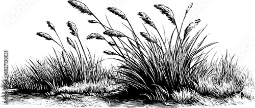 Engraved decorative illustration of frost-coated grasses in winter scene for vintage design