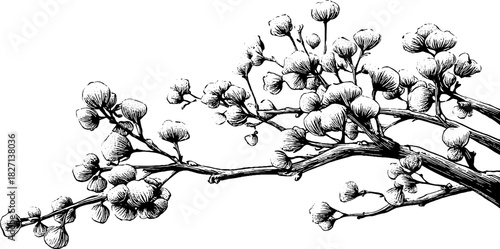 Frost covered wild berry branch engraving for vintage winter decor and design