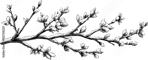 Winter-themed decorative branches with snow dusted leaves - engraved design for holiday cards or posters