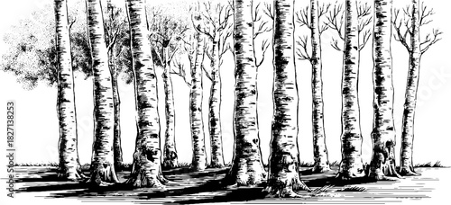 Decorative engraving of tall birch tree trunks in a forest scene for rustic design