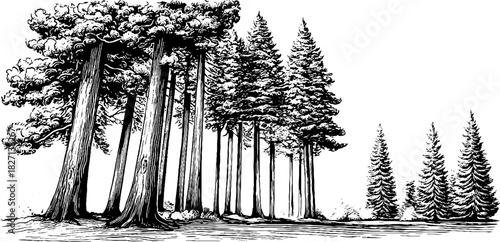 Engraved decorative illustration of tall conifer trees in silhouette for nature design