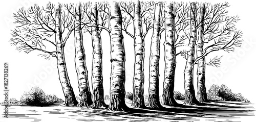 Decorative engraving of tall birch-like tree trunks in a forest setting for nature-inspired designs