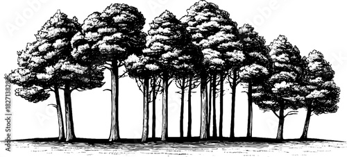 Engraved decorative illustration of tall conifer trees silhouette