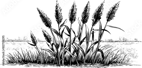 Engraved decorative illustration of tall marsh sedges in natural setting for botanical design