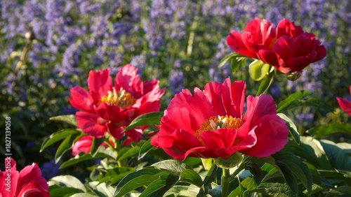 A captivating close-up of vibrant red peony blossoms in full bloom, bathed in warm sunlight. The deep red petals and yellow centers are set against a lush, blurred garden background. 