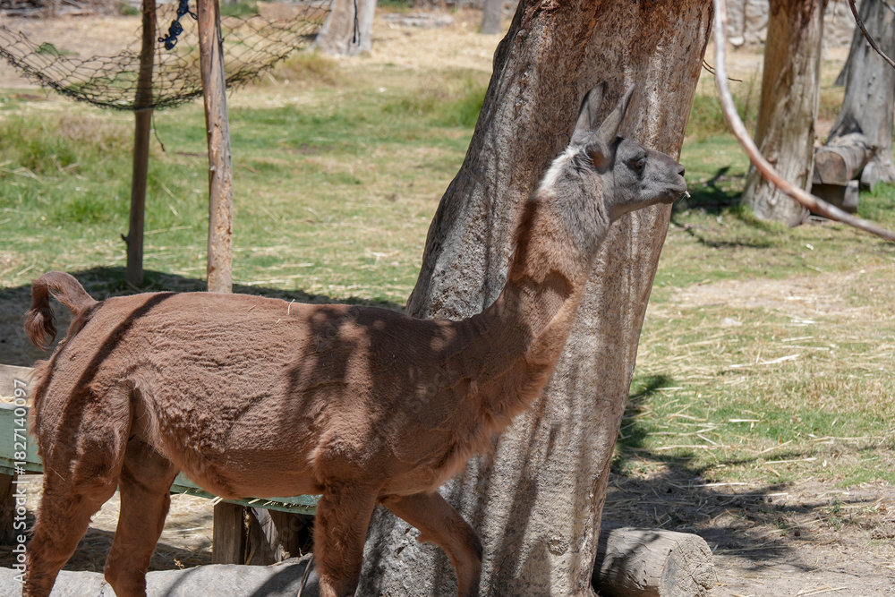 Obraz premium Camélido andino con pelaje de color café y en posición de perfil