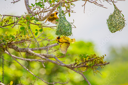 Fotografía The southern masked weaver (Ploceus velatus), or African masked weaver, is a resident breeding bird species common throughout southern Africa