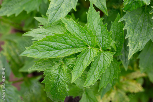 Valeriana officinalis, valerian, new plants at spring. Young green leaves of a medicinal plant