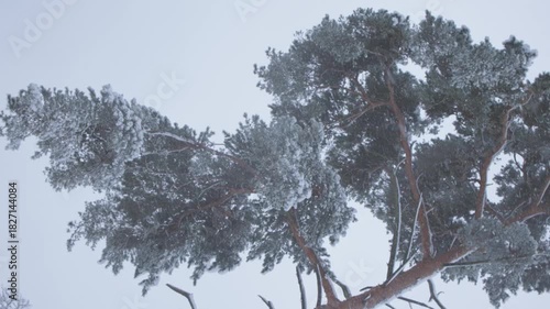 Experience a breathtaking view of snowcovered pine branches set against a beautifully pristine snowy backdrop