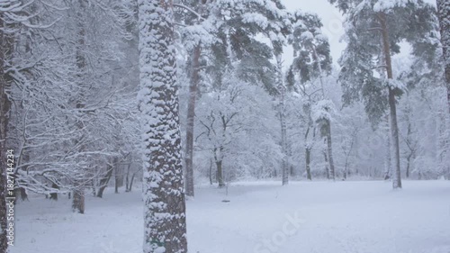 A beautiful and tranquil winter scene featuring snowcovered trees set in a peaceful, serene forest