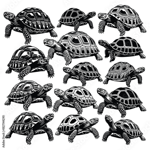 Monochrome graphic pattern of multiple land tortoises, detailed reptile illustration set Vector