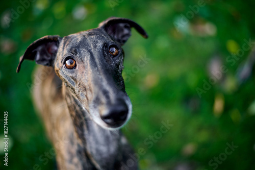 niedliches Portrait von einem jungen Windhund