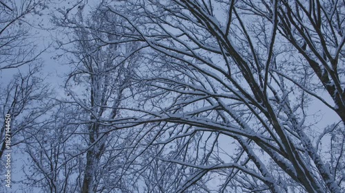 A beautifully serene winter scene showcasing bare trees, lightly dusted with fresh snow, beneath a calming gray sky
