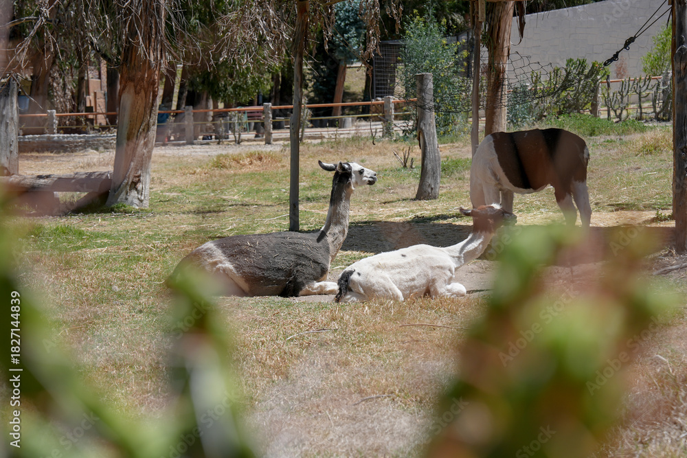 Obraz premium Camélidos andinos tomando un descanso