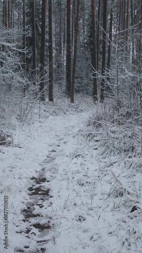 snow covered pine trail at dusk, narrow footpath lined by tall straight trunks, fresh powder on branches,