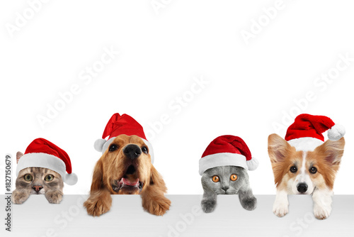 Photography Adorable dogs and cats with Santa hats peeking out on white background