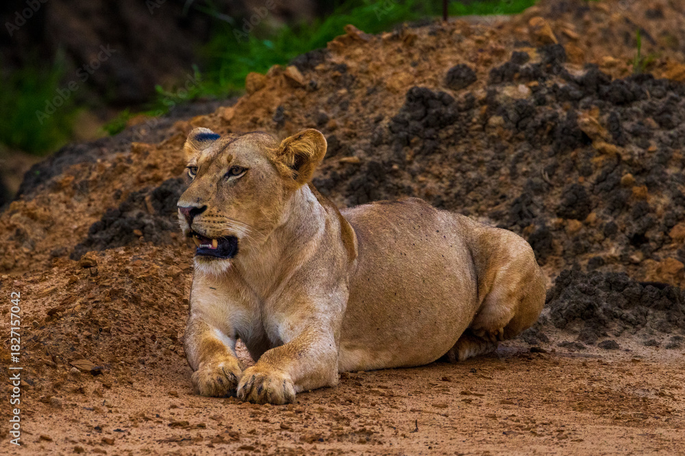 Fototapeta premium A lioness rests on the ground, looking alert.
