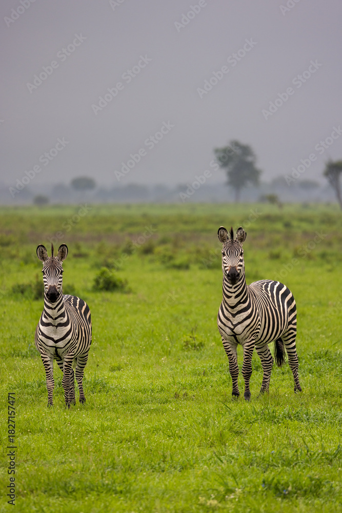 Fototapeta premium Two zebras stand in a lush green field under a cloudy sky.