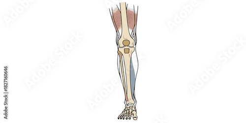 A clear anatomical illustration of a human leg created with clean outlines, simplified shapes, and neutral medical tones