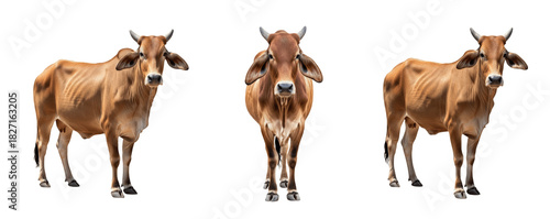 Gir cow isolated on white background, red and white dairy cattle portrait, farm livestock animal standing, purebred Gir breed cutout, high-quality cow image for agriculture and dairy use