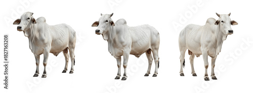 Nelore cow isolated on white background, grey humped beef cattle portrait, tropical livestock standing, purebred Nelore breed cutout, high-quality cow image for agriculture and ranch use