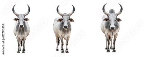 Valokuva Kankrej cow isolated on white background, grey and white humped dairy and beef c