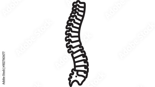 Human Spine Anatomy Black and White Medical Illustration for Chiropractic and Orthopedic Design