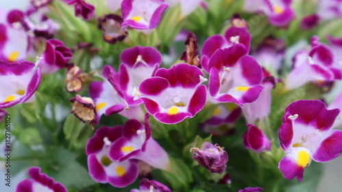 flores blancas con morado 