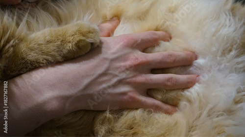 A close-up of a human hand gently touching soft cat fur, showing calmness, comfort, and emotional bonding between people and pets. Warm, intimate moment with a fluffy animal.
