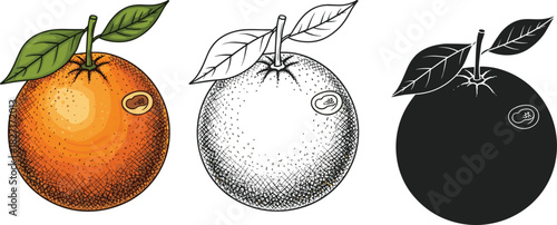 Detailed orange fruit illustration with leaves in color, outline and silhouette style, citrus artwork for food design, healthy fruit concept