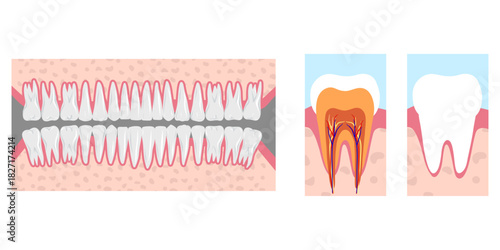 Hand-drawn illustration of all 32 healthy adult teeth, fully displayed and  dental anatomy tooth. Professional dentistry content