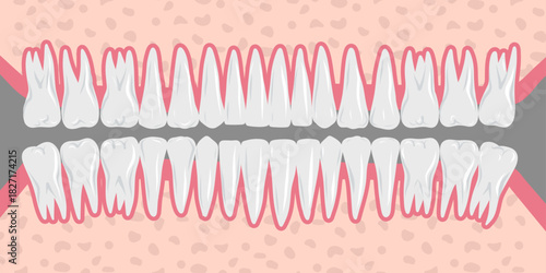 Hand-drawn illustration of all 32 healthy adult teeth, fully displayed, dental anatomy. Professional dentistry content