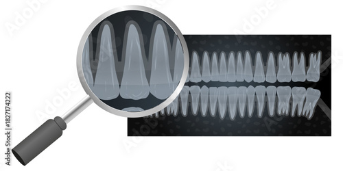 Hand-drawn illustration of all 32 healthy adult teeth with CT scan and X-ray views, dental and jaw anatomy zoom. Dental education. Professional dentistry content