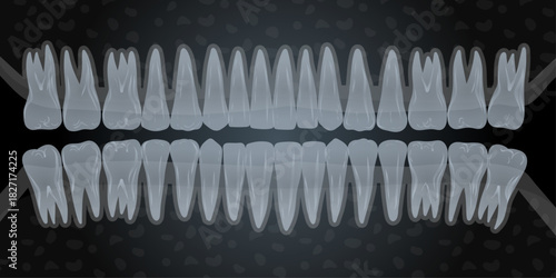 Hand-drawn illustration of all 32 healthy adult teeth with CT scan and X-ray views, dental and jaw anatomy. Dental education. Professional dentistry content