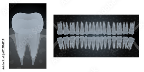 Hand-drawn illustration of 32 healthy adult teeth with detailed CT scan and X-ray of a single tooth, showing internal anatomy, root structure, and jaw alignment. Dental education. Professional dentist