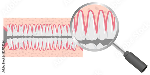 Hand-drawn illustration of all 32 healthy adult teeth, fully displayed, dental anatomy zoom. Professional dentistry content