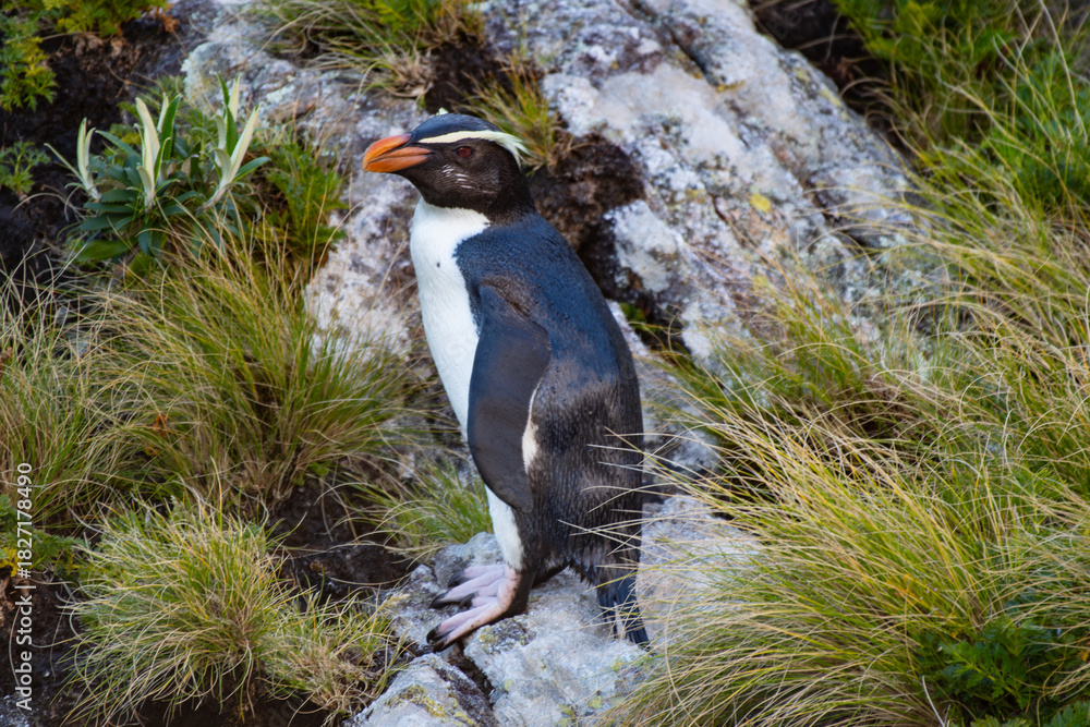 Obraz premium Penguin on the rocks of New Zealand (Hoiho penguin)