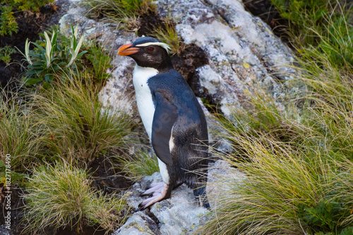 Penguin on the rocks of New Zealand (Hoiho penguin)