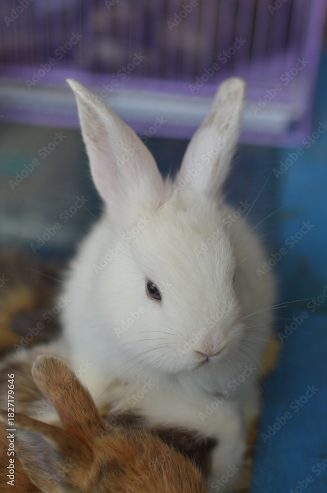 Fototapeta premium Adorable Young Rabbit Resting Inside Cozy Cage